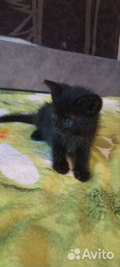 Отдам котят