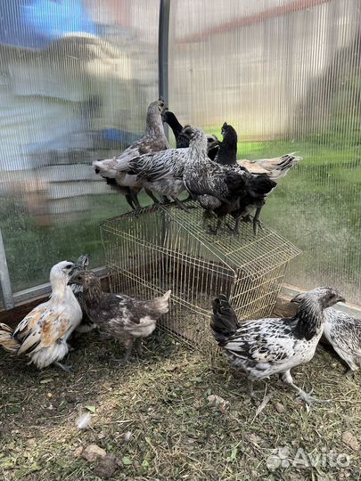 Куры лакеданзи