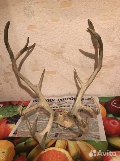 Рога оленя