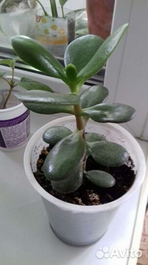 Комнатный цветок толстянка (денежное дерево)