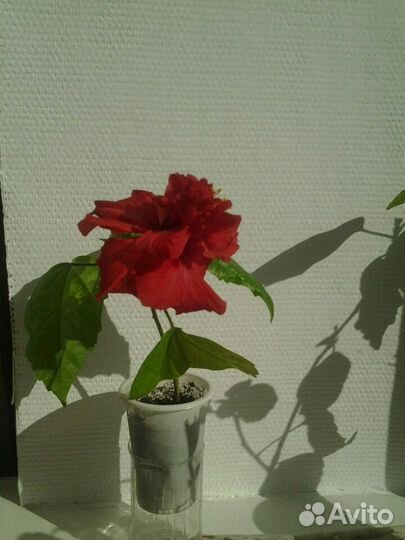 Комнатные растения