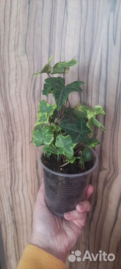 Плющ хедера