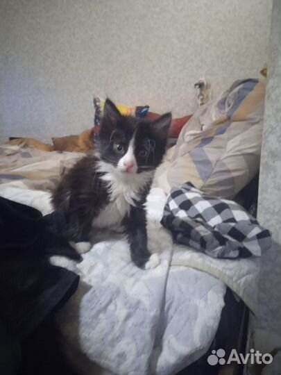 Зимние Котята