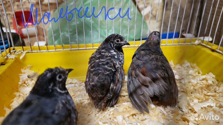 Карликовые перепела