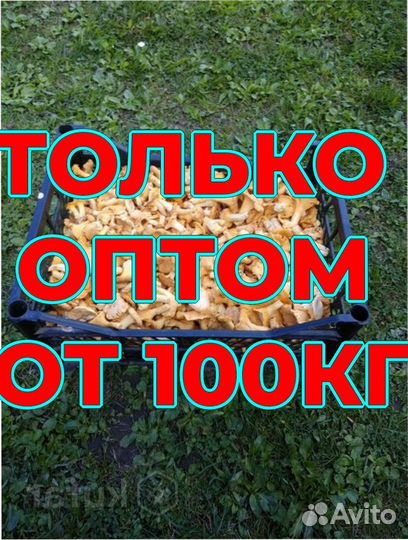 Грибы лисички оптом