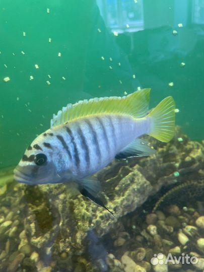 Аквариумные рыбки