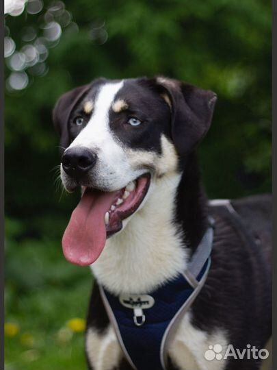 Щенок в добрые руки бесплатно