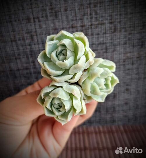 Суккуленты из Азии 3