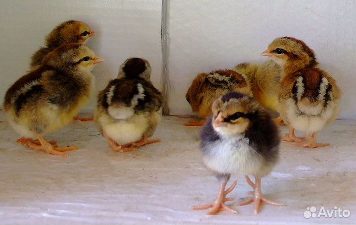 Бройлеры цыплята Мясояичные породы