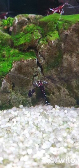 Креветка кардинал (Caridina dennerli)