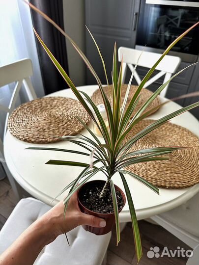 Драцена маргината