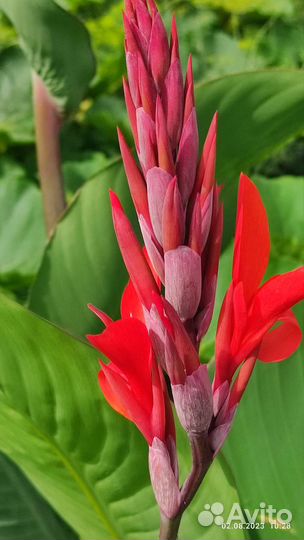 Садовые,многолетние растения