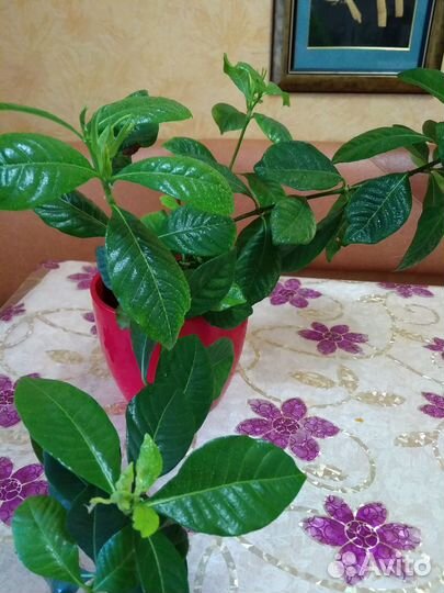 Гардения жасминовидная