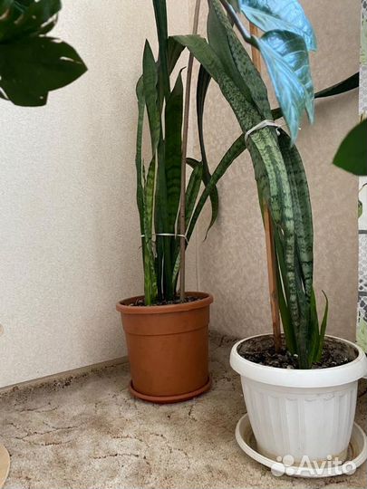 Сансевиерия