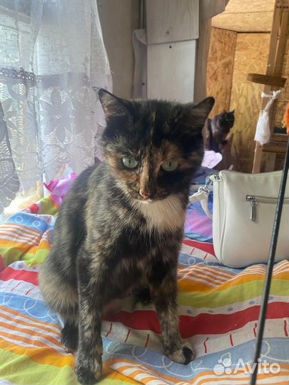 Кошка Челси в дар