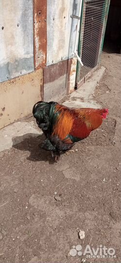 Петух брама