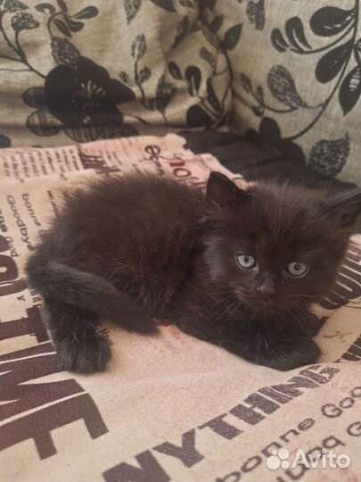 Кошки в добрые руки бесплатно