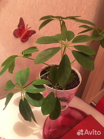 Цветы комнатные разные