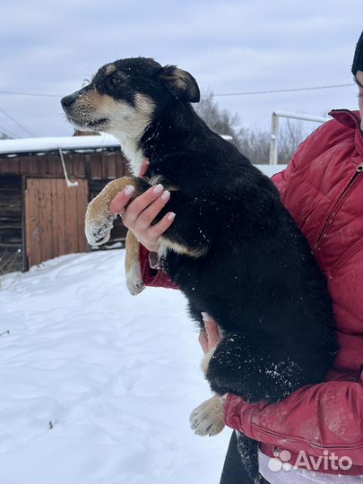 Одам щенков бесплатно