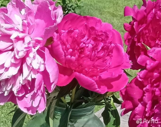 Генри Бокстос и Неизвестные малиновые сорта пионов