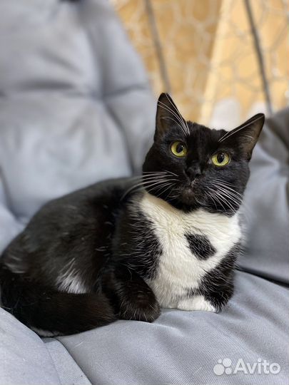 Шикарная ласковая кошка Маня ищет дом