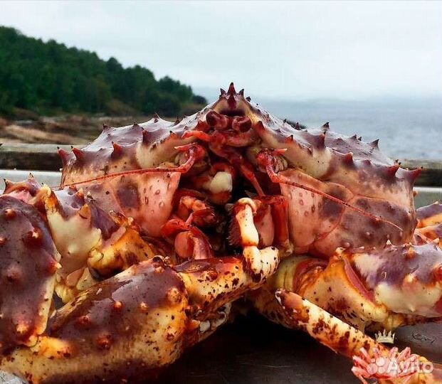 Краб волосатик