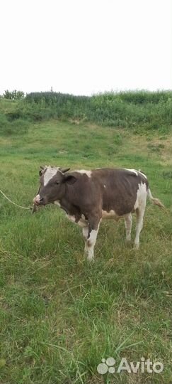 Бычек и телка