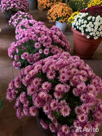 Хризантемы мультифлора