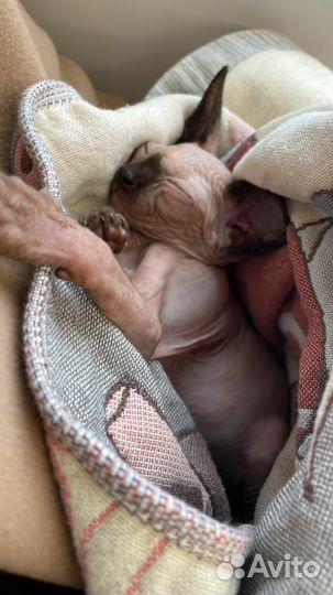 Канадский сфинкс