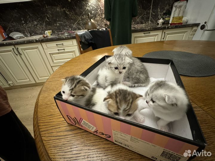 Вислоухие кошки