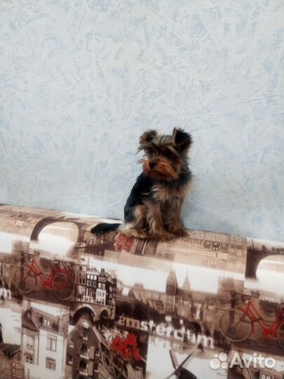 Йоркширский терьер