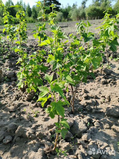 Саженцы черной смородины