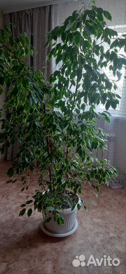 Фикус бенджамина