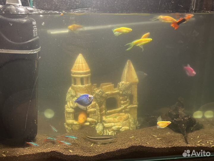 Аквариум с рыбками