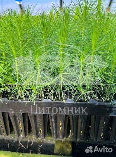 Зкс Сосна сеянцы Ели Лиственницы окс Голуб Горная