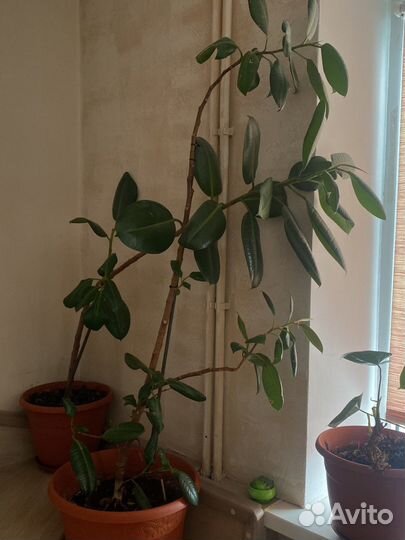 Фикус и другие цветы