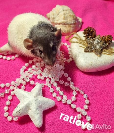 Девочки крысята крысы дамбо