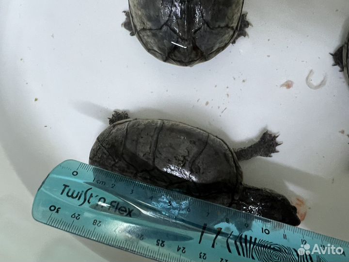 Мускусные черепашки с наполненым аквариумом