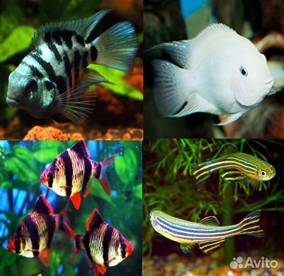 Аквариумные рыбки, Аулофорус, Инфузория