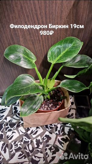 Филодендрон Биркин