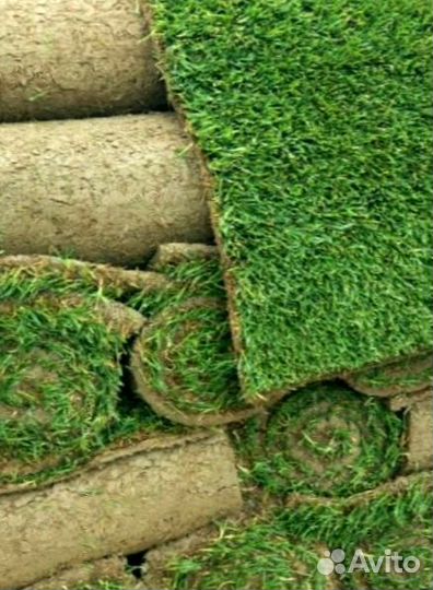 Рулонный газон 