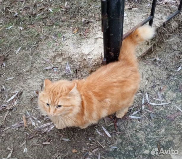 Кот кастрирован в добрые руки