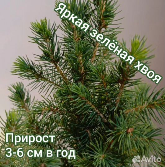 Ель канадская коника