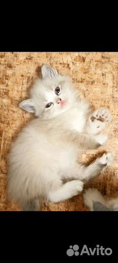 Невская маскарадная