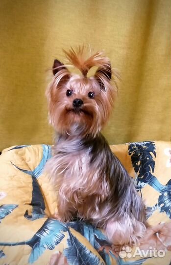 Домашний Любимец. Йорочка 3года