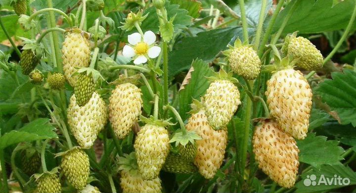 Рассада клубники и земляники безусой ремонтантой