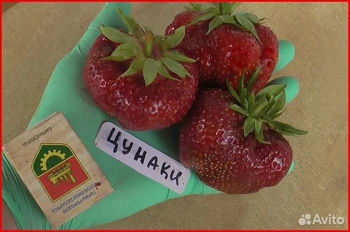 Рассада клубники