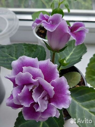 Глоксинии сортовые