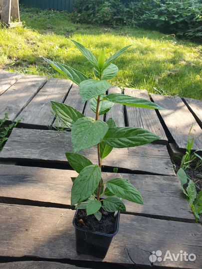 Гортензия Полар Бир