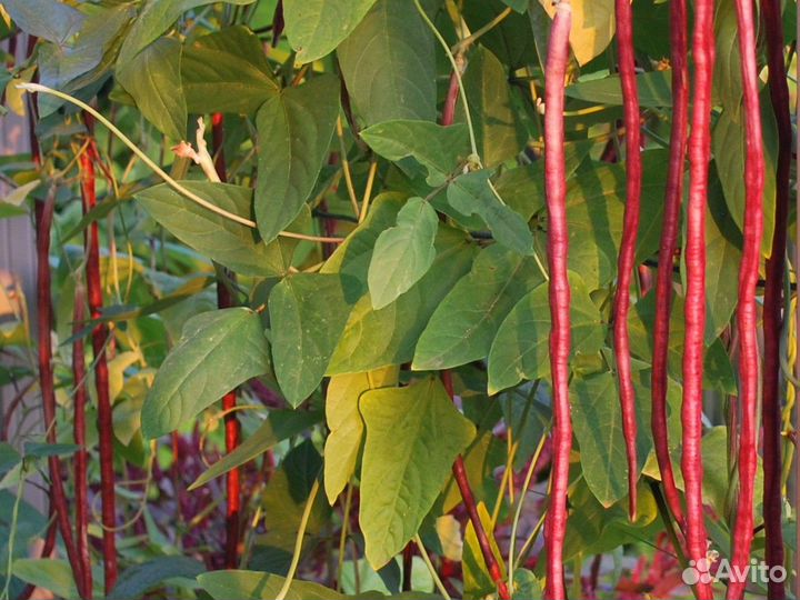 Вигна китайская 